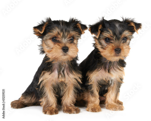 Two puppies of the Yorkshire Terrier isolated on white
