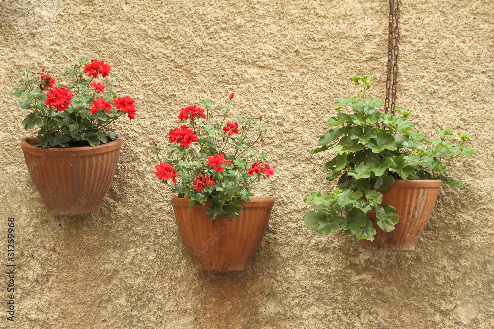 red geranium in pots on wall, Italy