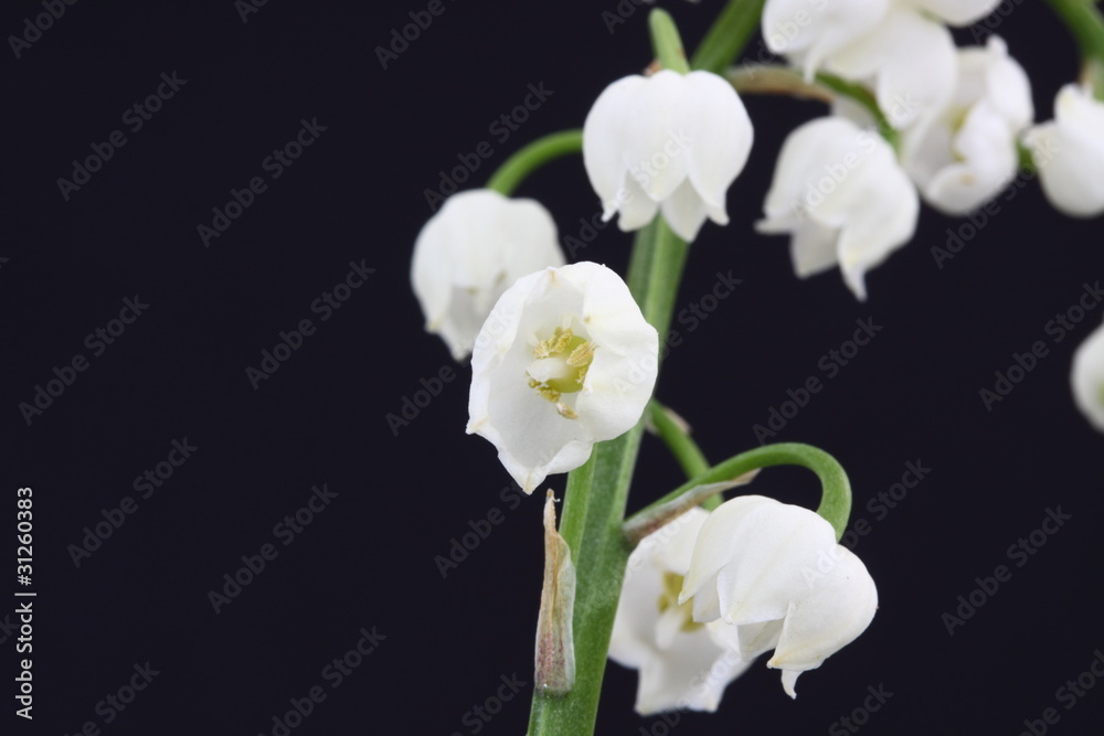 Fototapeta premium lily of the valley convallaria majalis