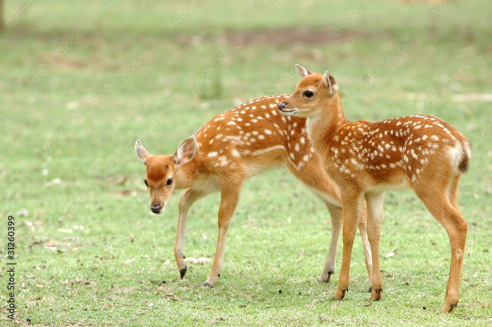 sika deer fawn