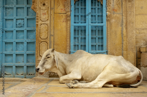Vache sacrée dans la rue - Inde