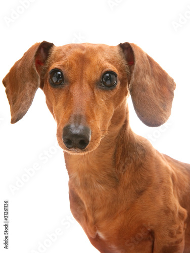 dachshund