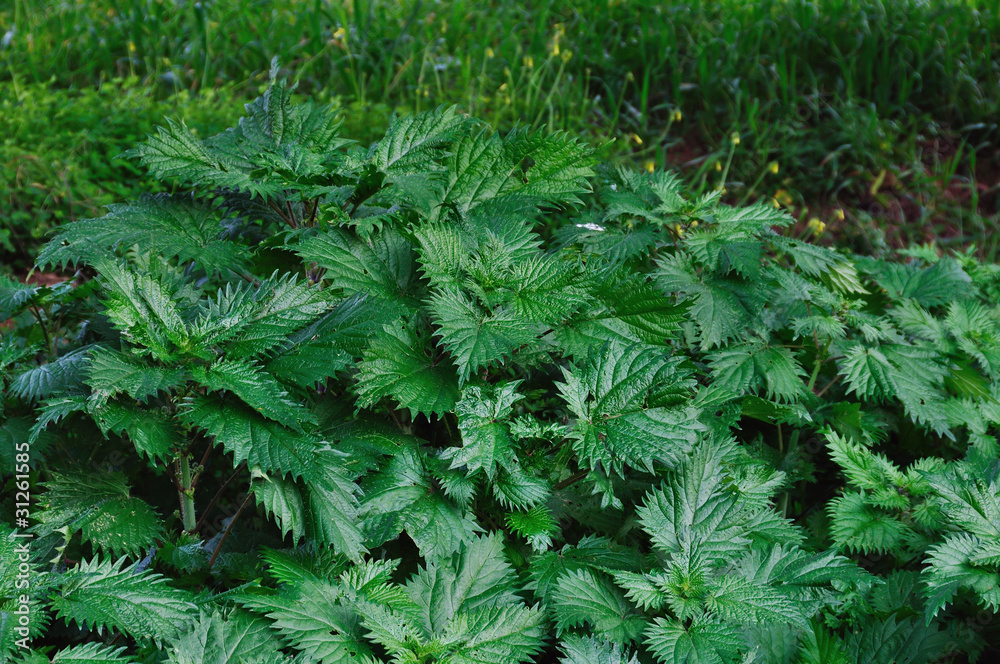 stinging nettle plant stinging nettle plant