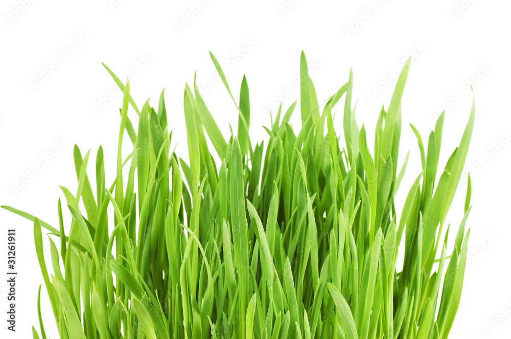 Fresh green grass isolated on white background Fresh green grass isolated on white background