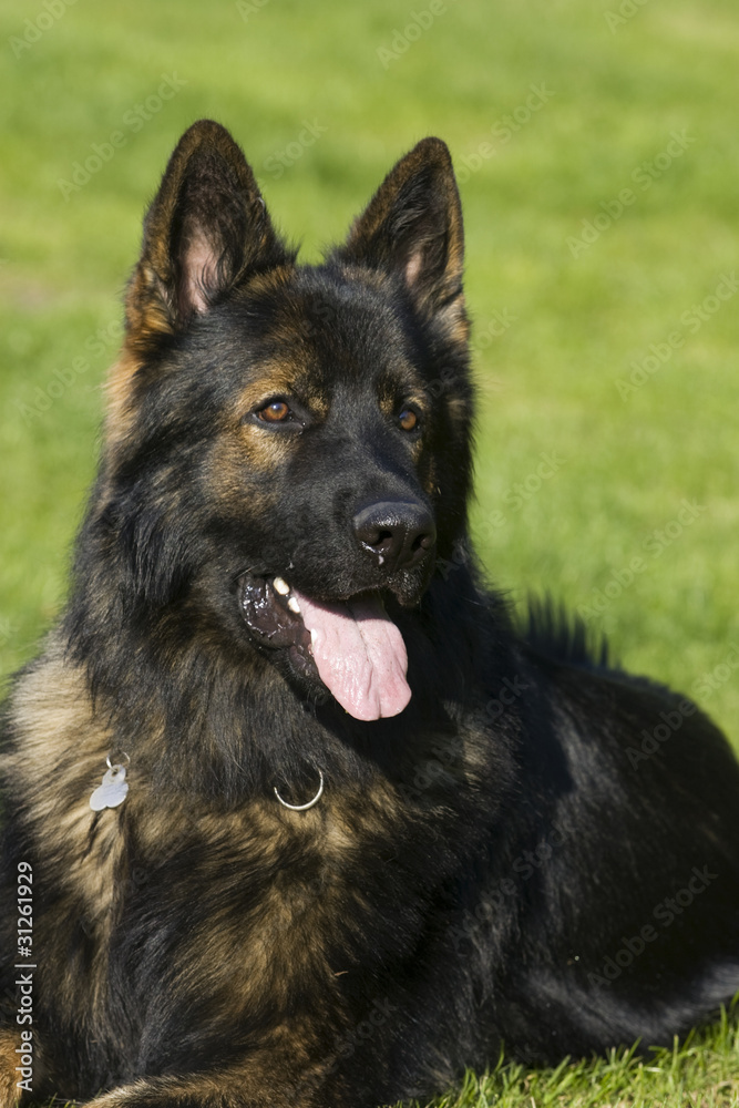 Langhaar Schäferhund Langhaar Schäferhund