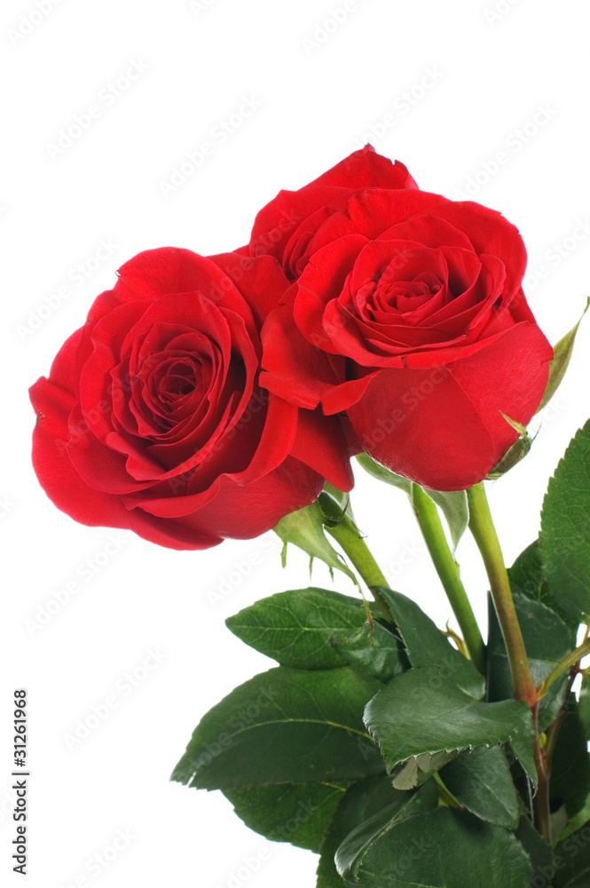 Fototapeta premium Red rose isolated on white background