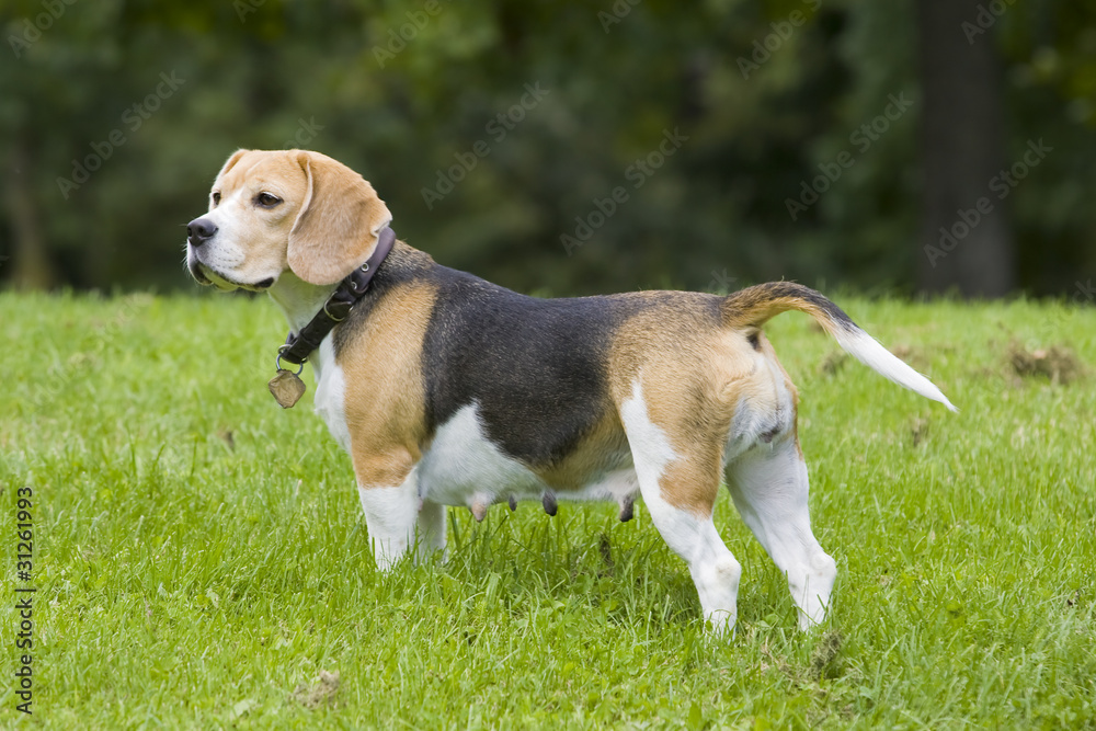 Beagle