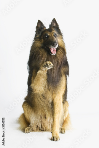 Winkender Hund