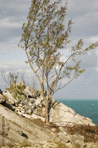 Tree clings to Rocks