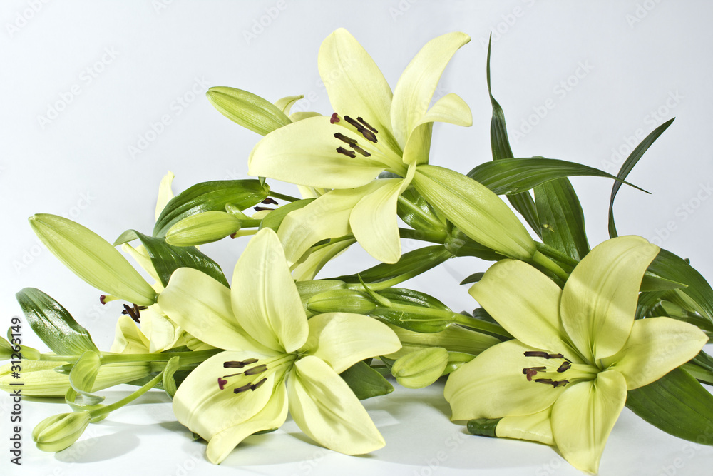 Branch of a yellow lily Branch of a yellow lily