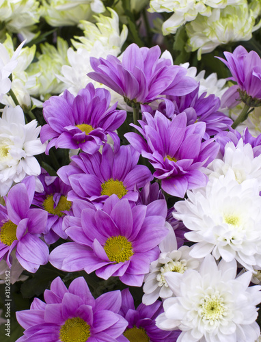 Violet chrysanthemums © jura