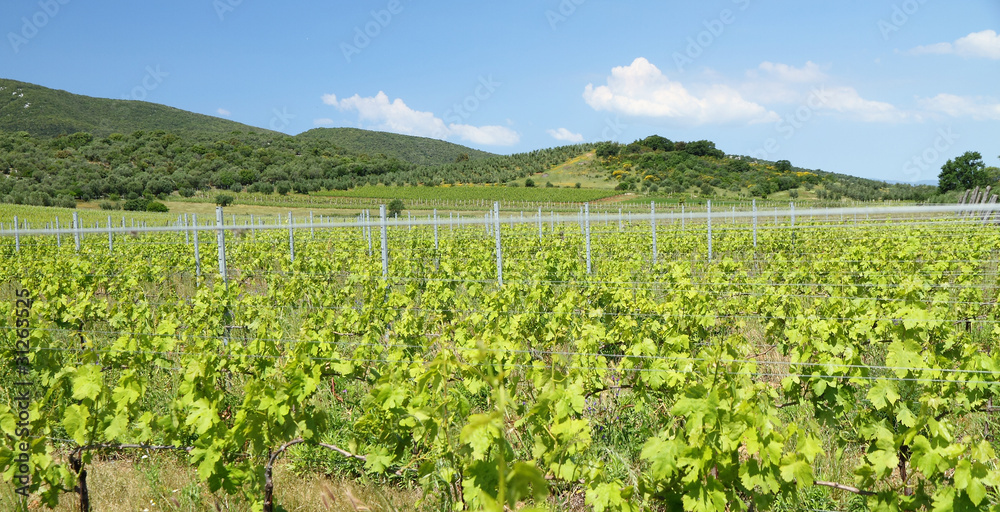 scenery with vineyards in spring, Tuscany