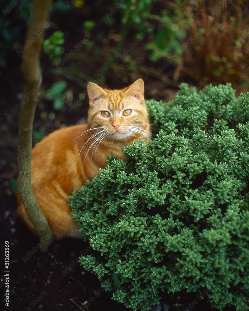 Cat Sitting In A Garden Cat Sitting In A Garden