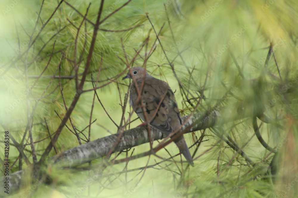 Mourning Dove Mourning Dove