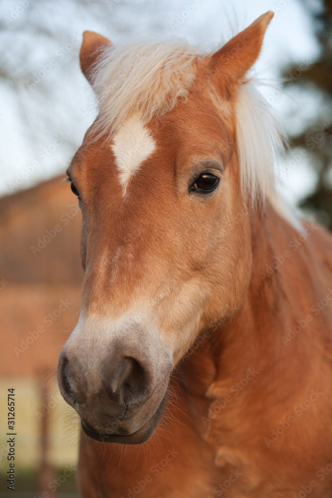 Naklejka premium Pferd (Portrait)