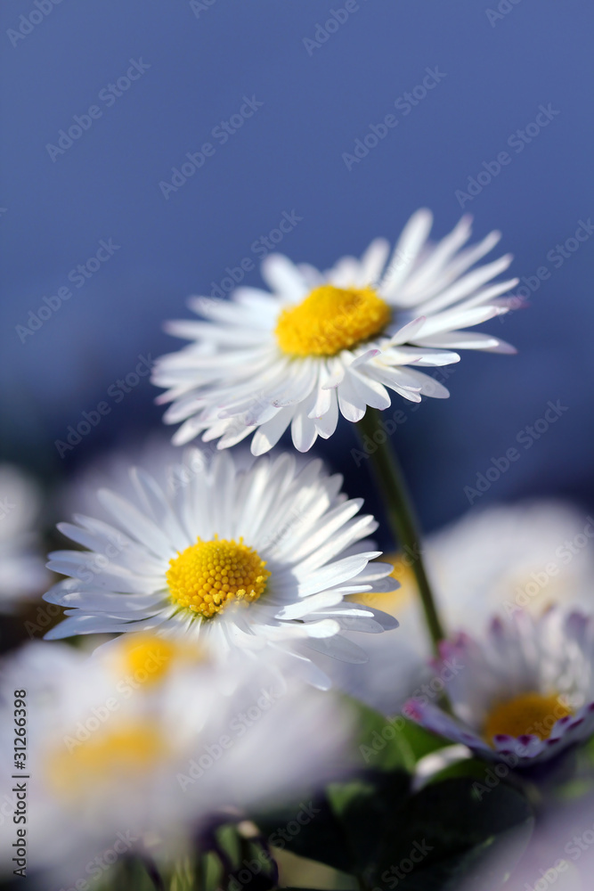 Fototapeta premium White daisy