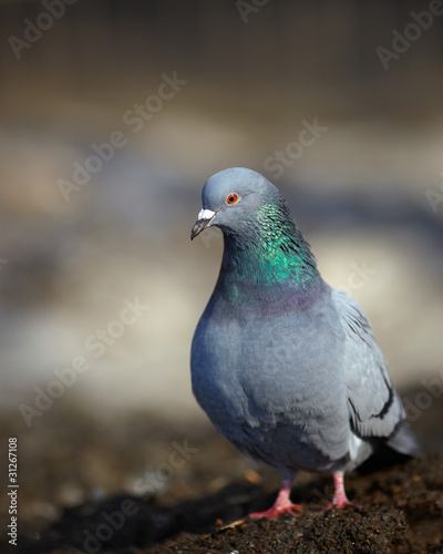 Stock photo of pigeon on blurred background