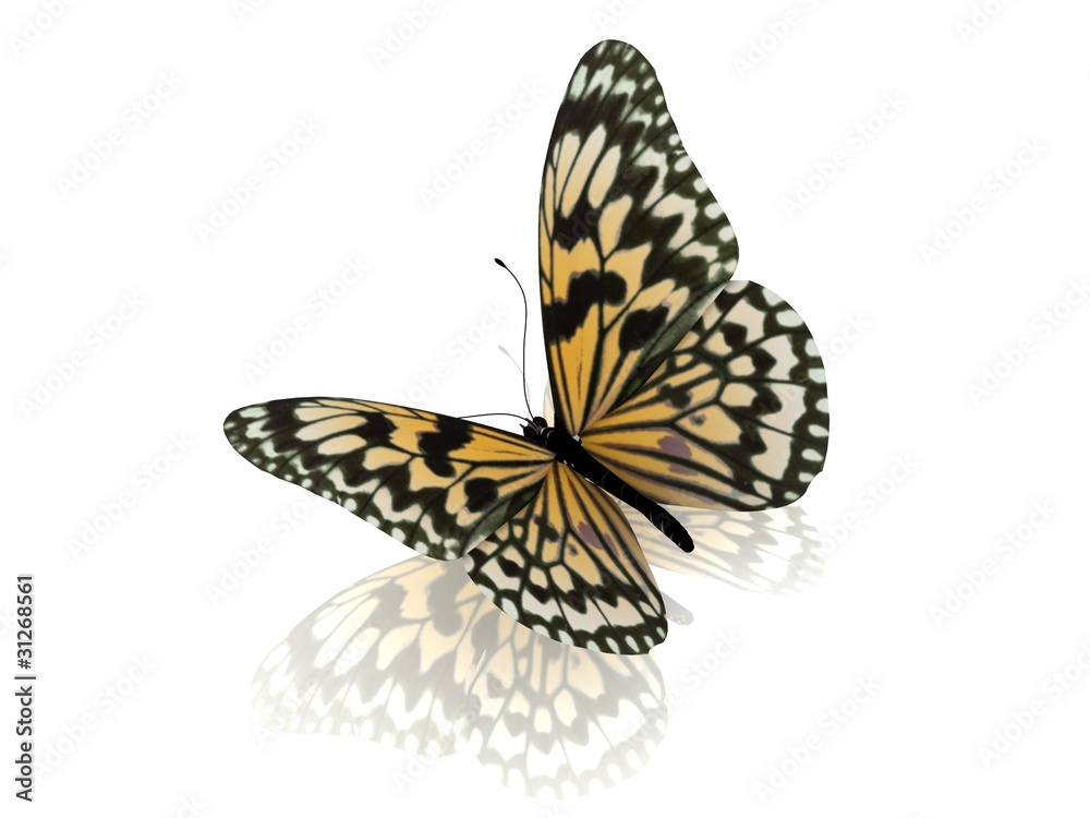 Obraz premium Butterfly.