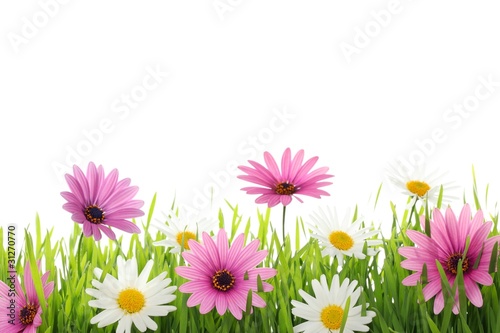 Daisy flower in green grass