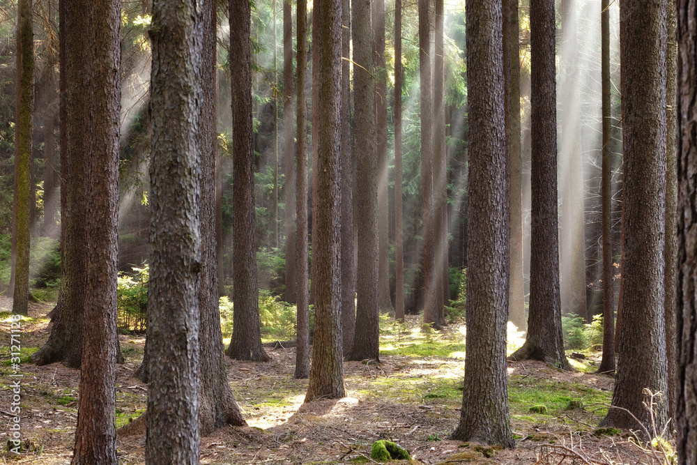 rays of light in forest rays of light in forest