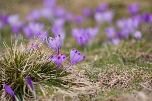 Fioletowe  kwitn  ce krokusy. Pierwsze wiosenne kwiaty. Ilustracja wiosny. Szafran 