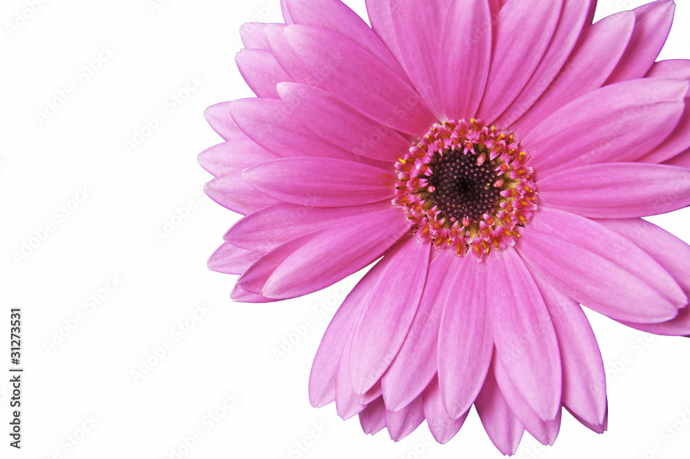 ガーベラ　ピンク　花