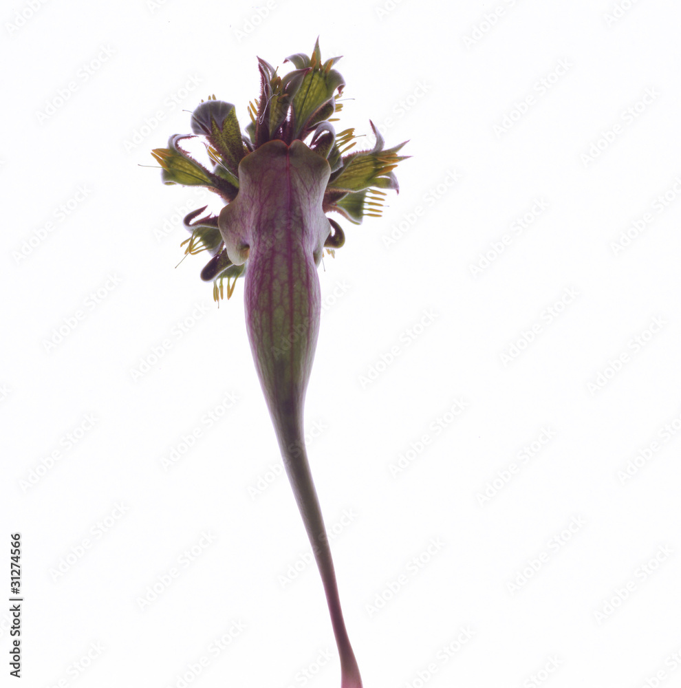 Obraz premium 食虫植物-01