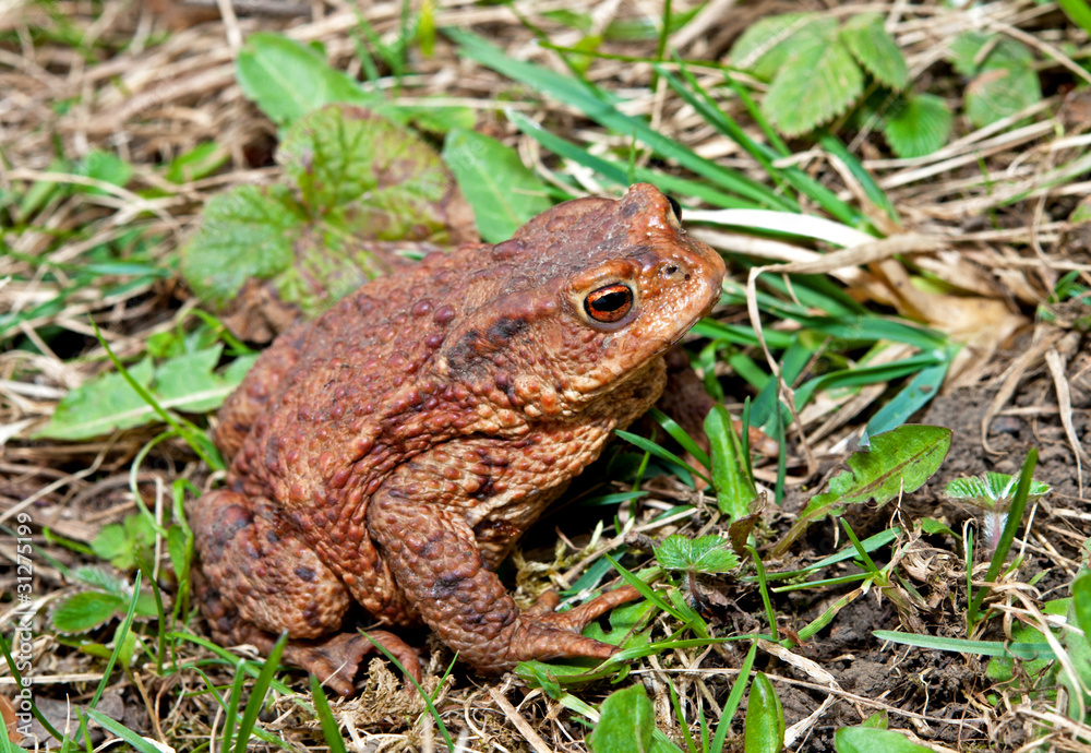 Frosch Frosch