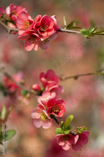 Japanese ornamental Apple Blossom
