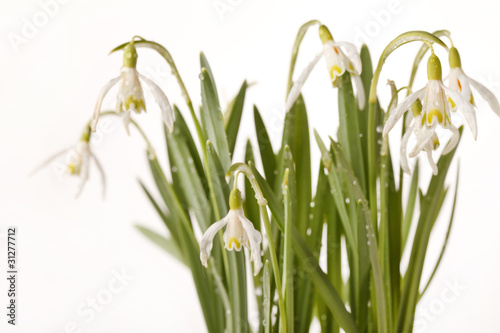 Snowdrop flowers