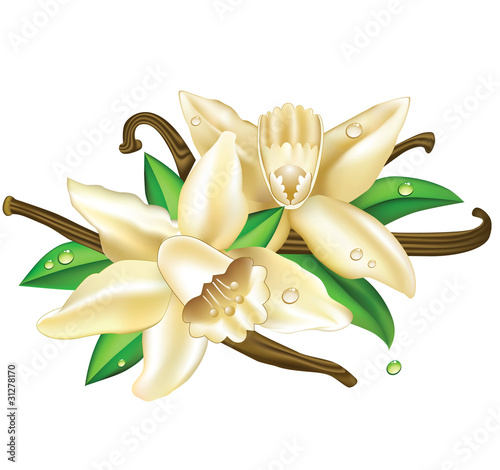 vanilla flowers