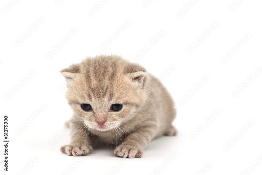 Fototapeta premium isolated cat