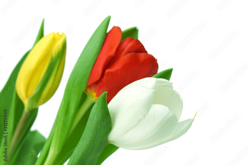 colorful tulips colorful tulips