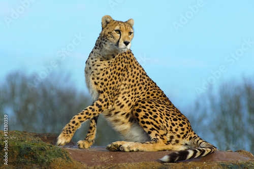 Cheetah looking alert © kmwphotography