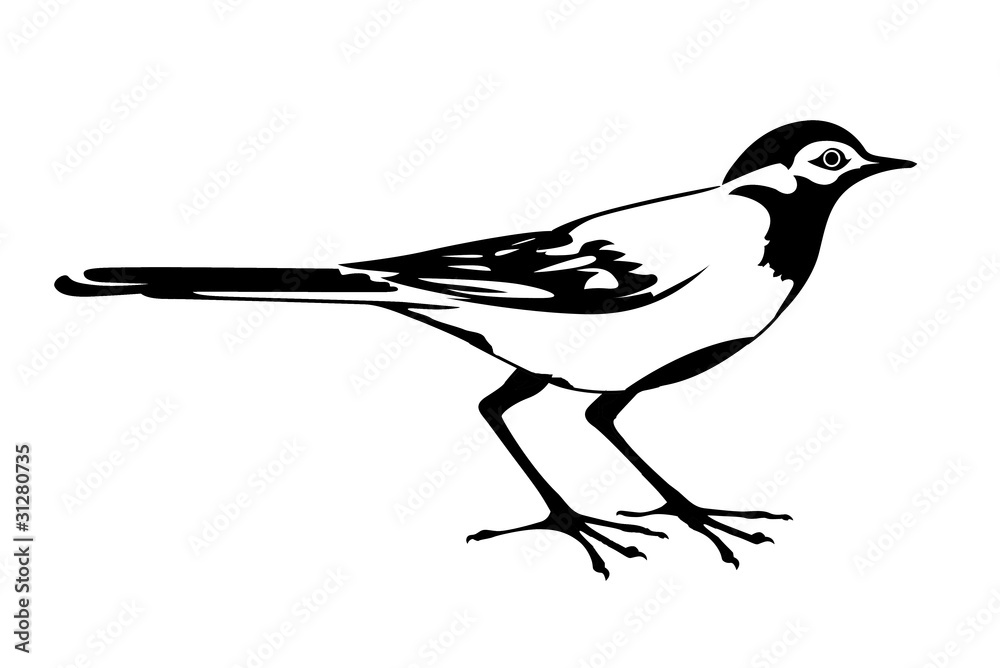 Obraz premium silhouette of the wagtail on white background