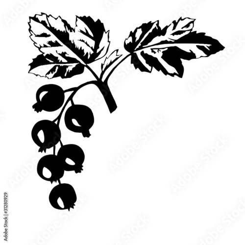 silhouette of the black currant on white background