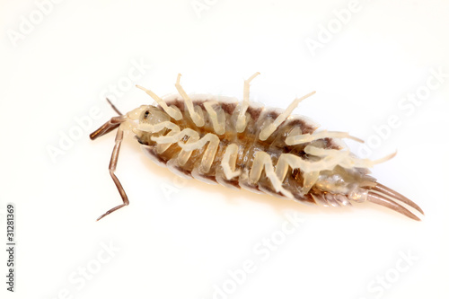 porcellio