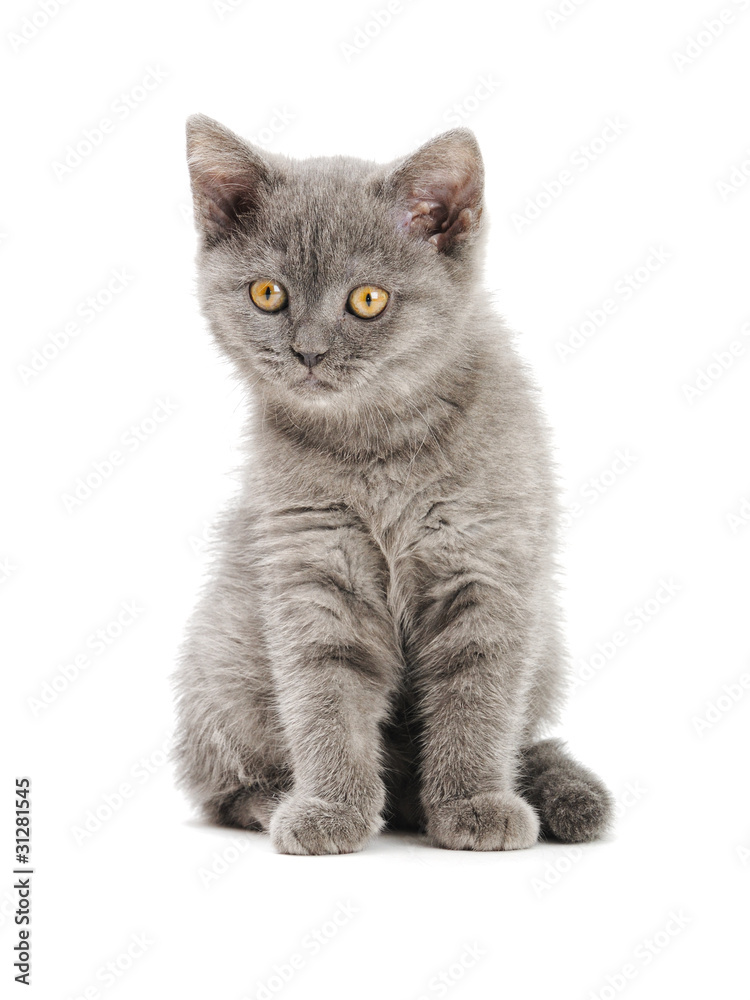 Scottish Kitty Scottish Kitty