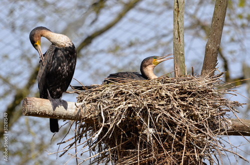 Couple de Grands Cormorans et leurs nid photo