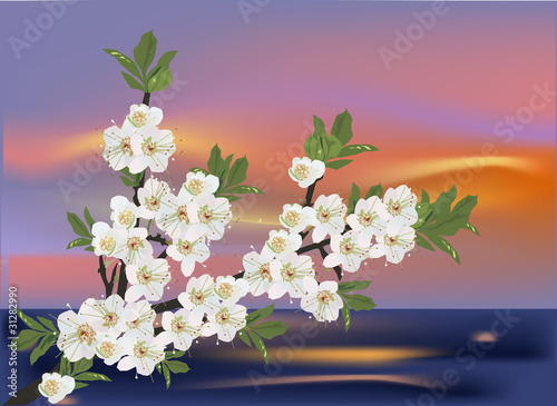 white cherry tree flowers on sunset background
