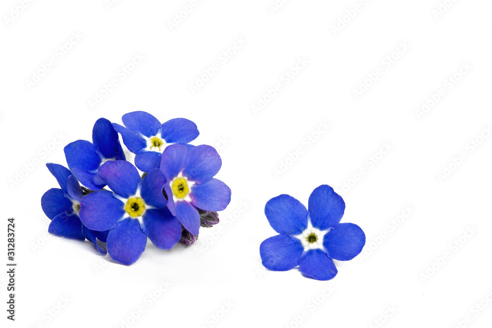 Vergissmeinnicht, Nahaufnahme, freigestellt StockFoto Adobe Stock