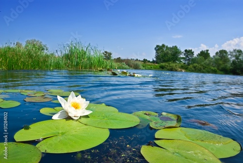 Foto summer river with floating lily