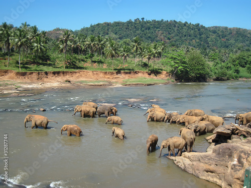 Indian elephant on Sri lanka. Ecological reserve.