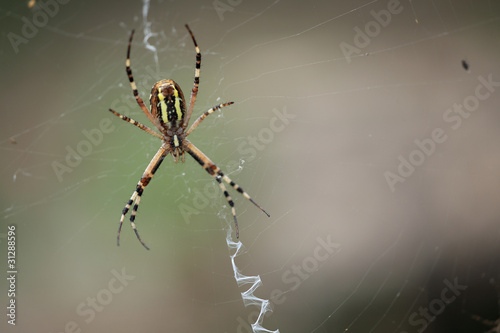 ragno predatore © marcodeepsub