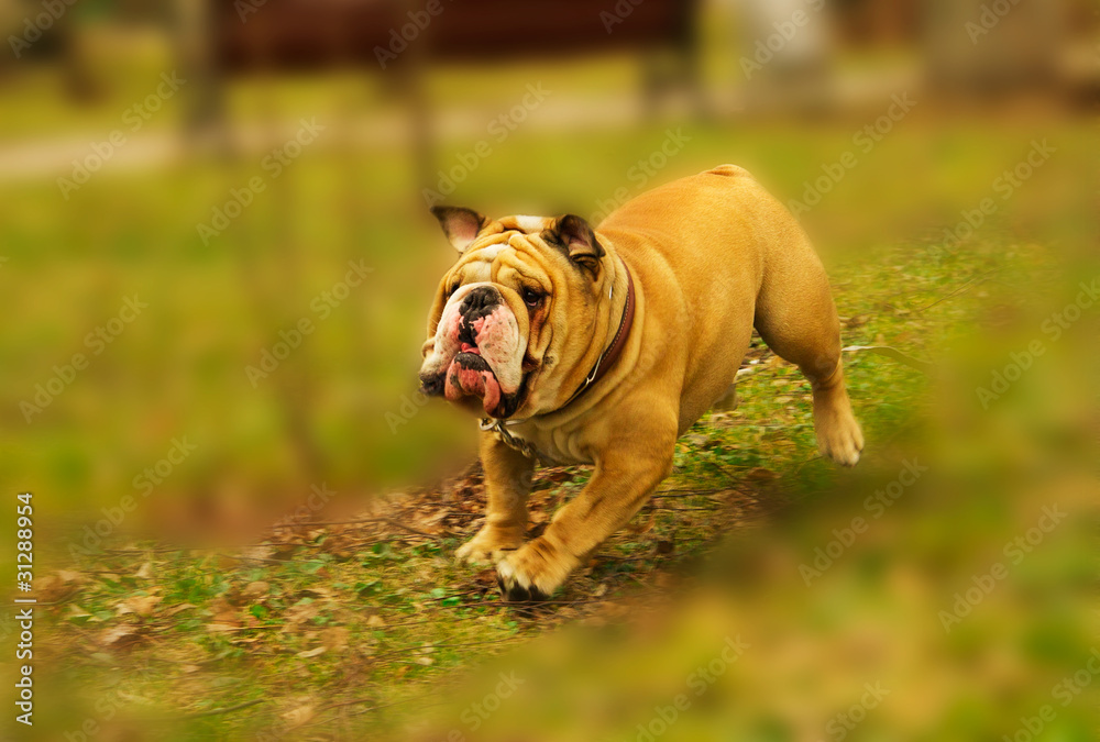 Active English Bulldog running in spring grass Active English Bulldog running in spring grass