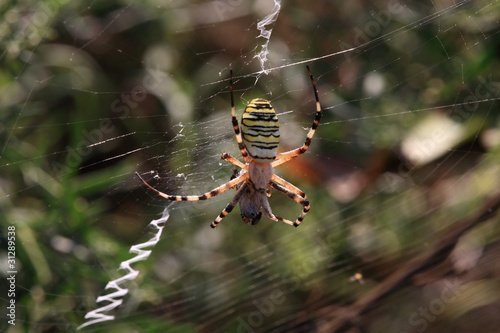 ragno predatore photo