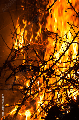 Wildfire burning bush