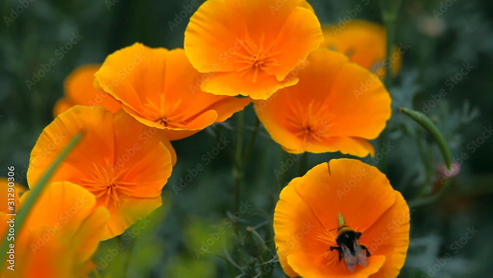 Bumblebee on the flowers of California poppy. Bumblebee on the flowers of California poppy.