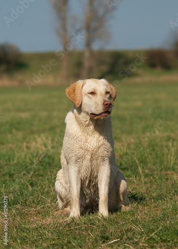 Sitzende Labrador Hündin