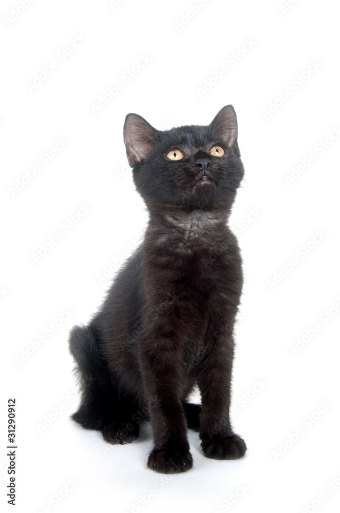 Cute black kitten on white background Cute black kitten on white background